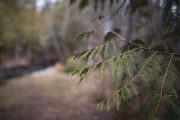Shaw-Woods-28