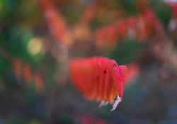 31-Bokeh-2