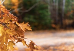 31-Bokeh-8
