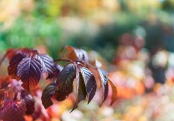 31-Bokeh