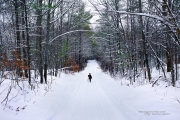 The Little Winter Wanderer