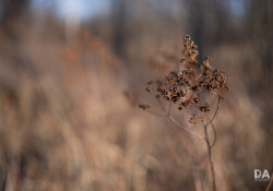 38-Bokeh-2