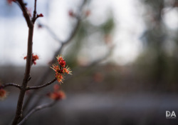 38-Bokeh-5