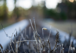 38-Bokeh