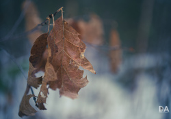 42-Bokeh-2