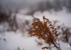 42-Bokeh-4