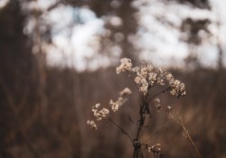 21-Vignette-Shots