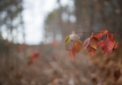 26-EOS-R-Sharpness-5