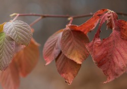 26-EOS-R-Sharpness-6