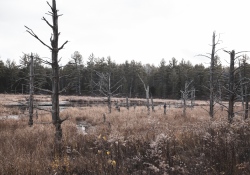 29-Landscapes-4