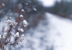 32-Bokeh-11