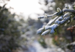 32-Bokeh-2