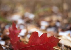 32-Bokeh-3