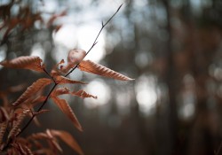 32-Bokeh-4