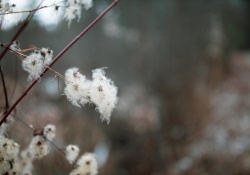 32-Bokeh-9