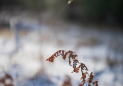 32-Bokeh