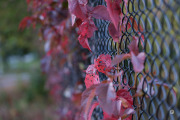 43-Gallery-15