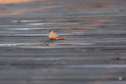 43-Gallery-20