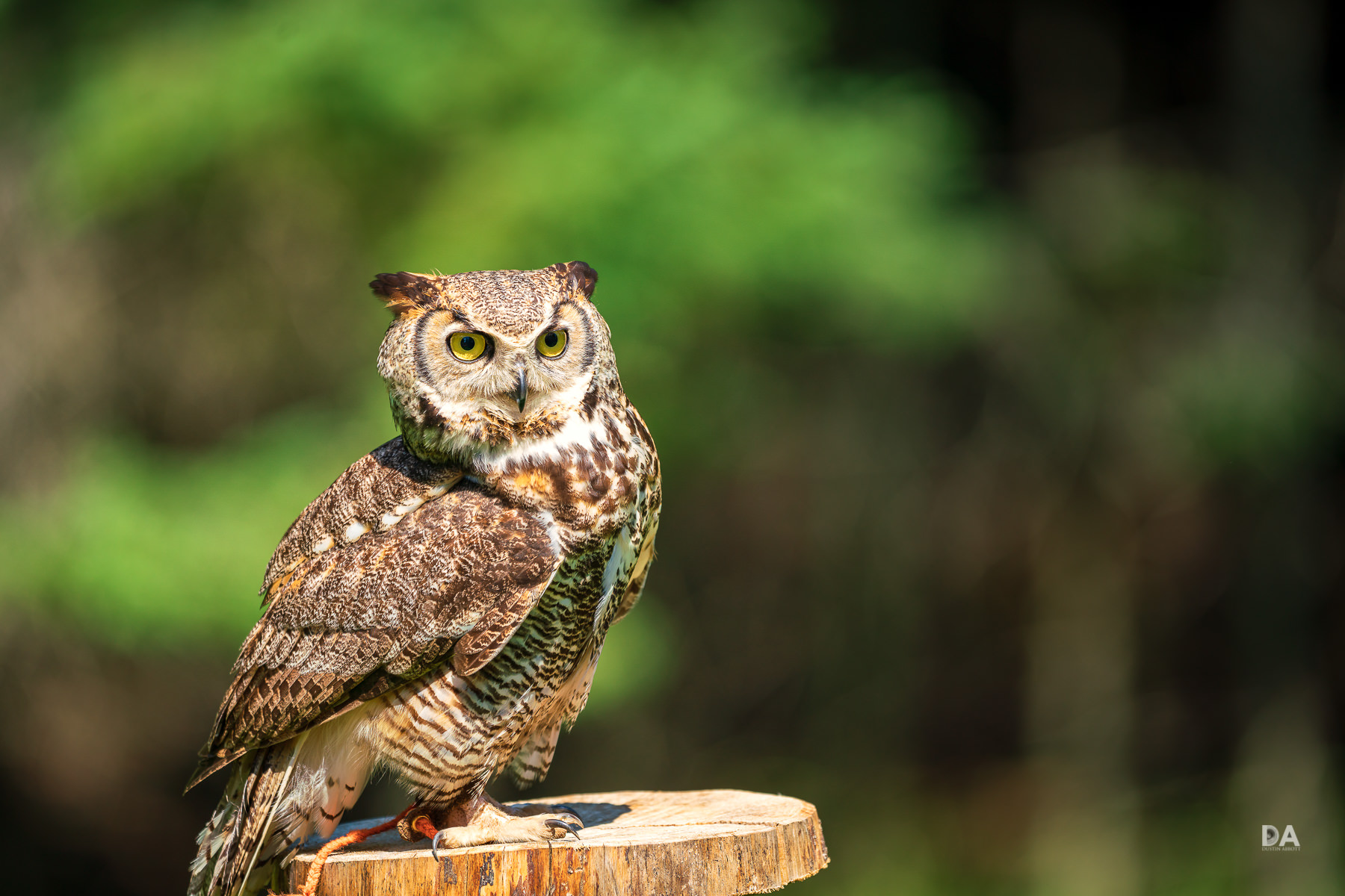 Give a Hoot (Sigma 500mm F4 OS Sport)