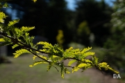 Sigma 50mm FE Samples-14