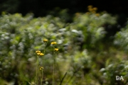 Sigma 50mm FE Samples-18