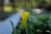 Sigma 50mm FE Samples-19