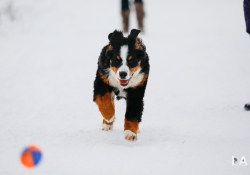 22 Good Action Shots-5
