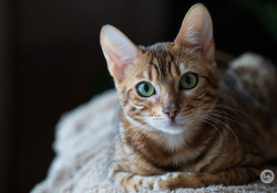 27-Nala-1