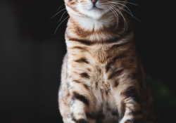 27-Nala-2
