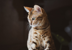 27-Nala-3