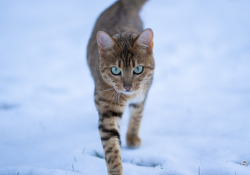 25-Nala-2