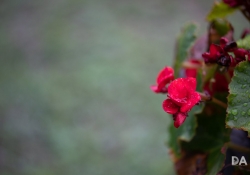 Bokeh-2