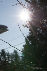 Landscapes-3