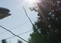Landscapes-3