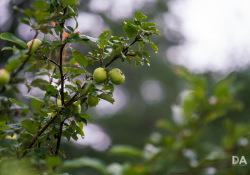 34-Bokeh-4 34-Bokeh-4