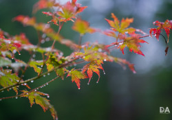 34-Bokeh-5 34-Bokeh-5