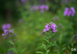 34-Bokeh-6 34-Bokeh-6