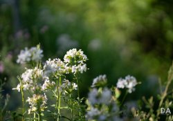 34-Bokeh 34-Bokeh