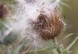 Close focus with crop-2