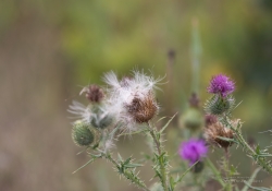 Close focus with crop