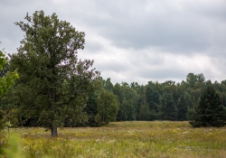 F2 Landscape with Crop