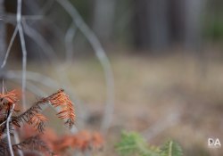 Sigma-FP-L-Samples-35