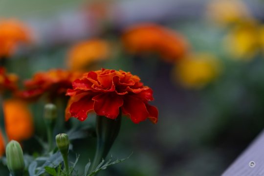 Tamron-Samples-19