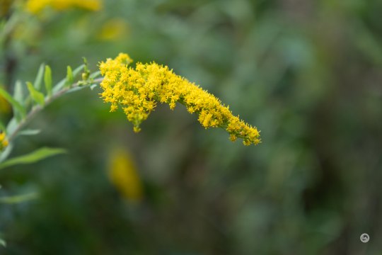 Tamron-Samples-21