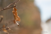 Takumar Bokeh.jpg