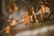Walkabout-4.jpg