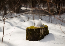 Walkabout-8.jpg