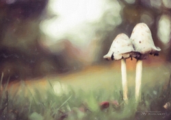 A Fungus Amongst Us