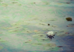 074 Snap Art Samples-3.jpg