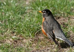 30-Robin-Bokeh-2